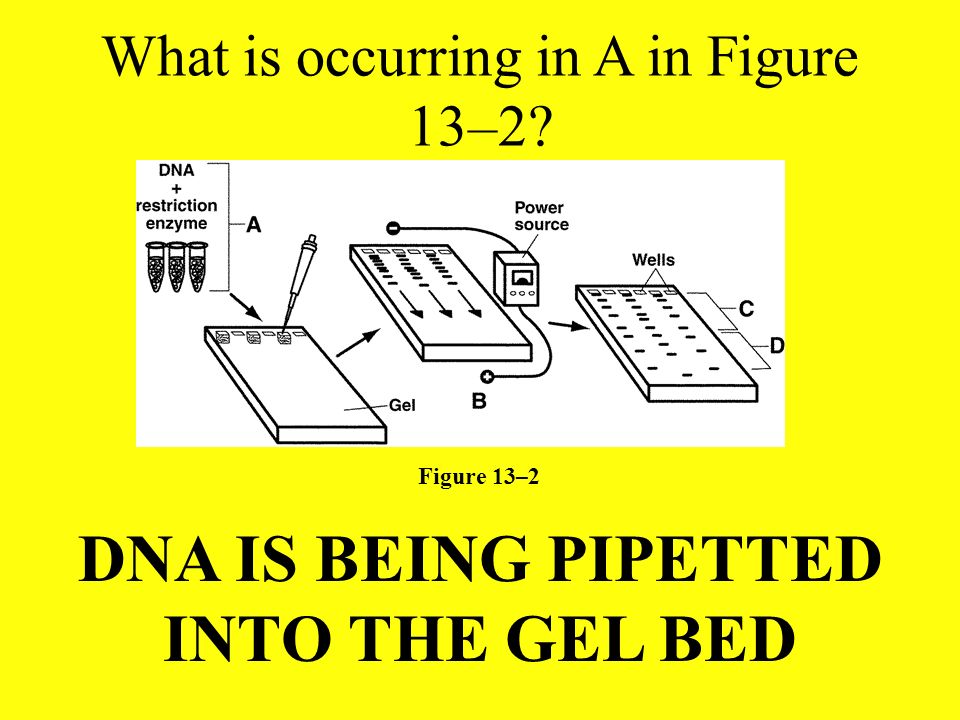 What is occurring in A in Figure 13–2