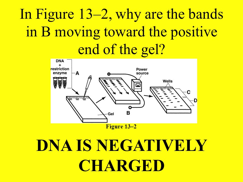 DNA IS NEGATIVELY CHARGED
