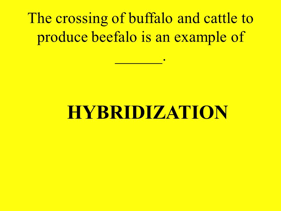 The crossing of buffalo and cattle to produce beefalo is an example of ______.