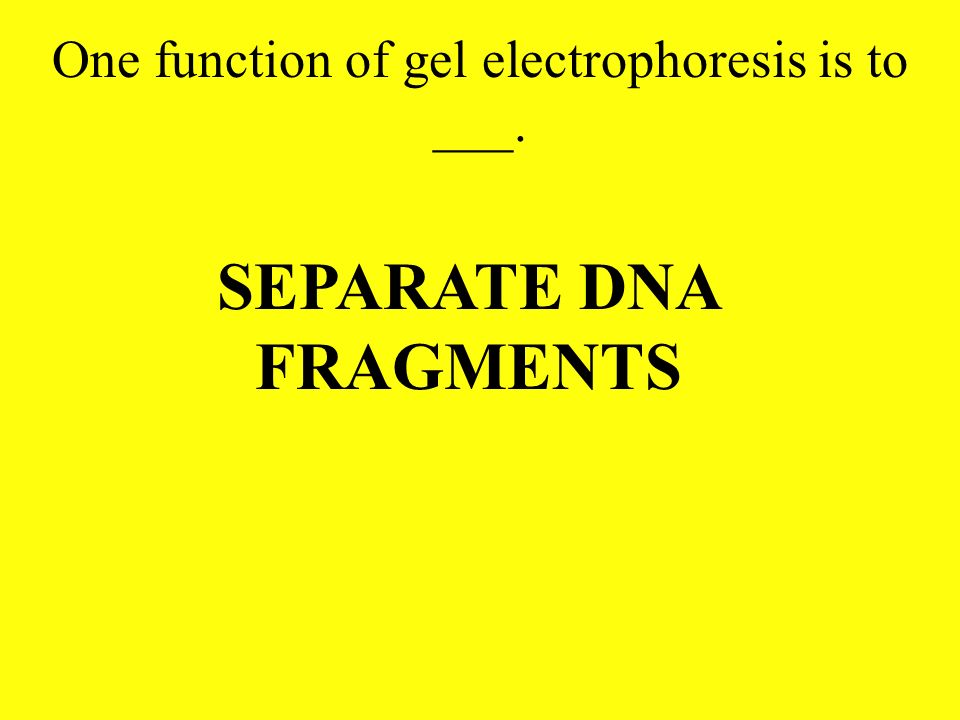 One function of gel electrophoresis is to ___.