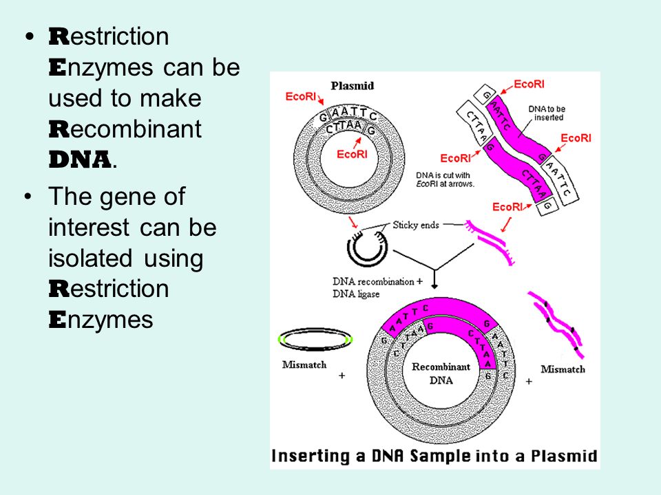 Restriction Enzymes can be used to make Recombinant DNA.
