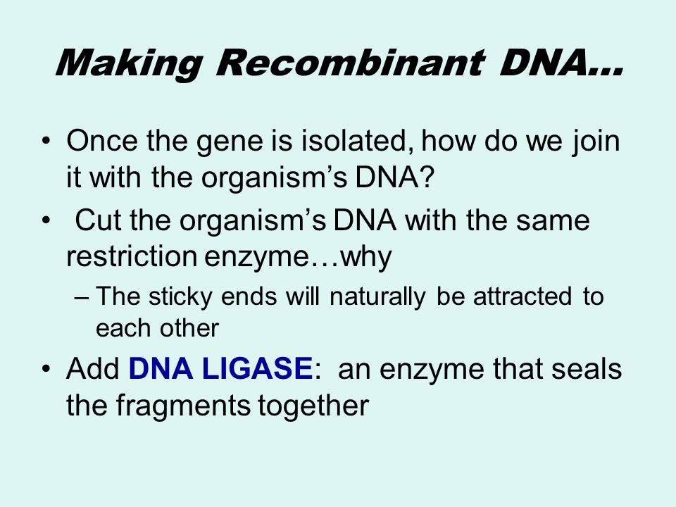 Making Recombinant DNA…