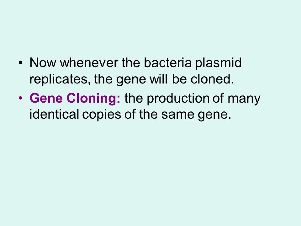Now whenever the bacteria plasmid replicates, the gene will be cloned.