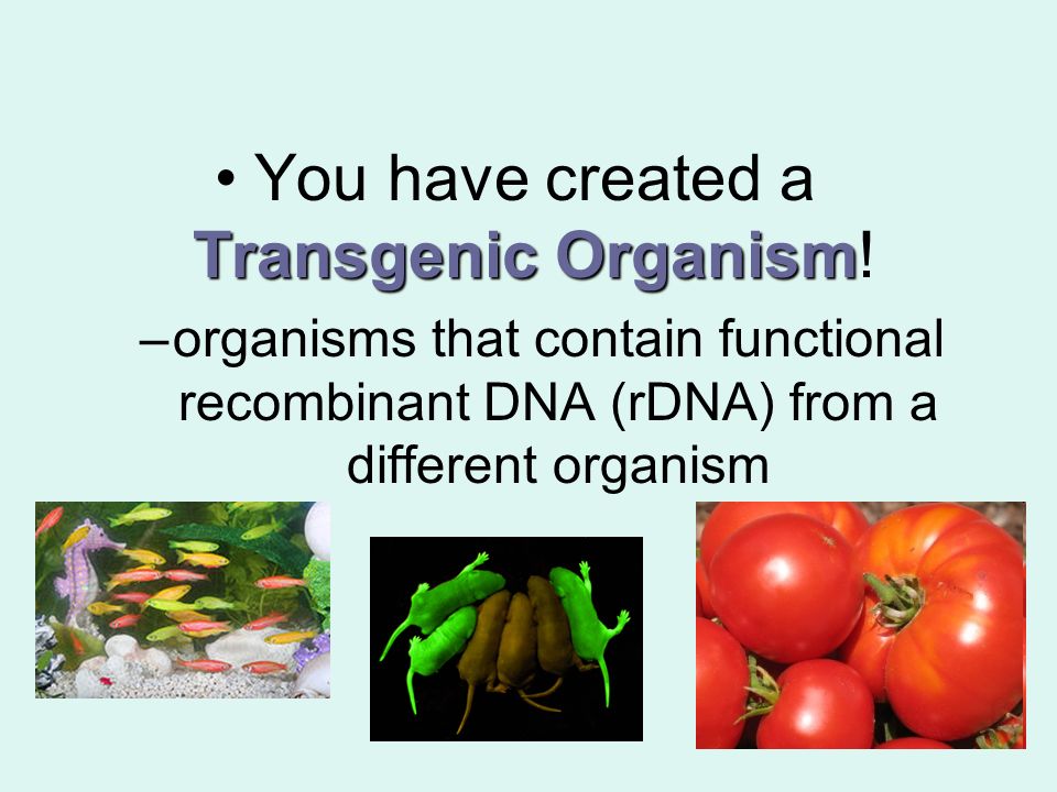You have created a Transgenic Organism!