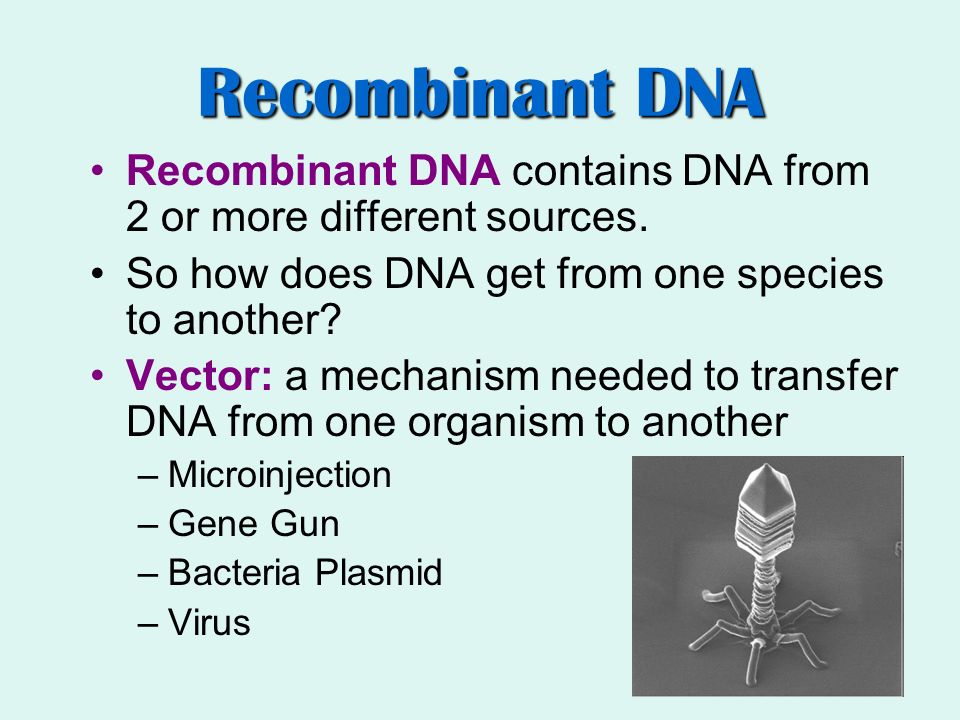 Recombinant DNA Recombinant DNA contains DNA from 2 or more different sources. So how does DNA get from one species to another