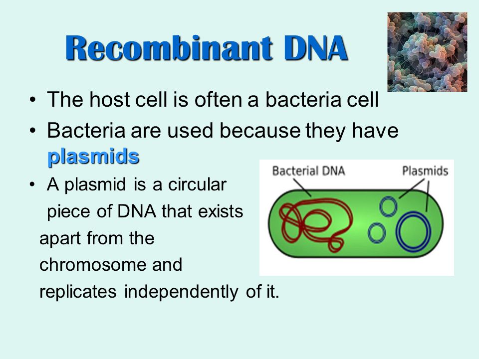 Recombinant DNA The host cell is often a bacteria cell