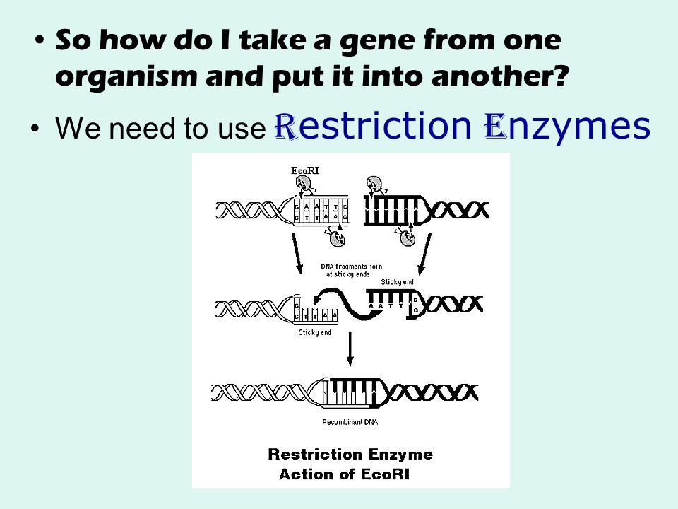 So how do I take a gene from one organism and put it into another