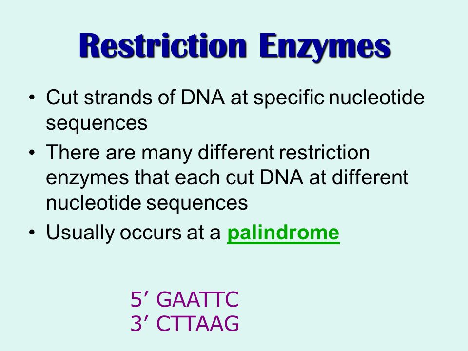 Restriction Enzymes Cut strands of DNA at specific nucleotide sequences.