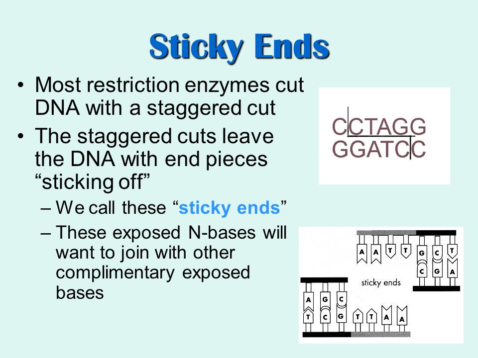 Sticky Ends Most restriction enzymes cut DNA with a staggered cut