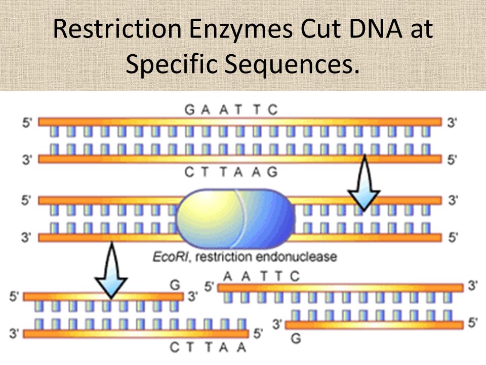 Restriction Enzymes Cut DNA at Specific Sequences.