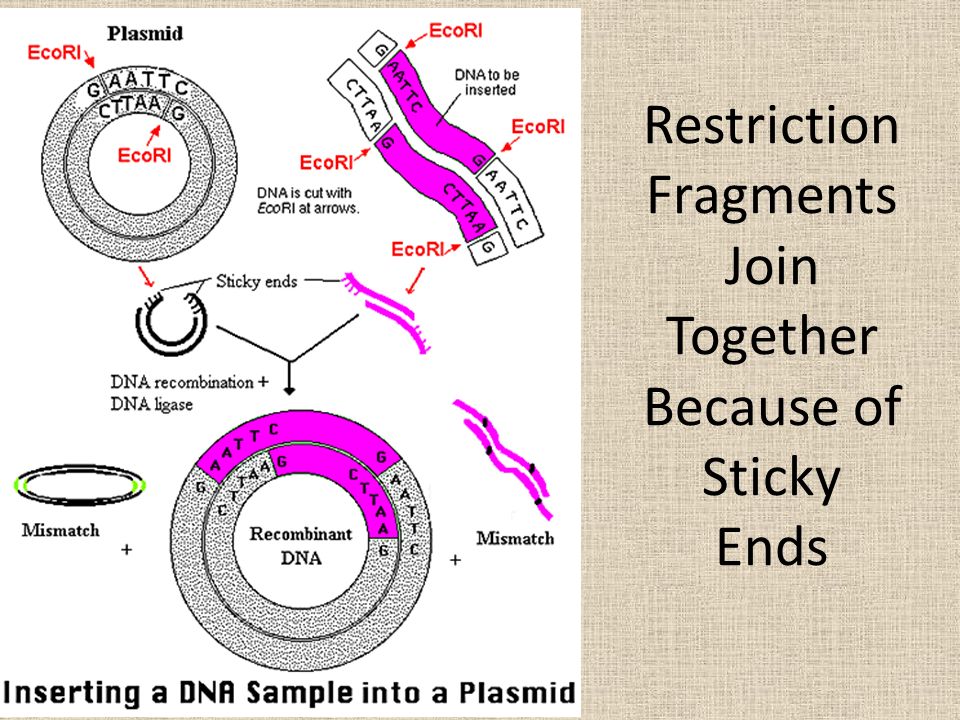 Restriction Fragments Join Together Because of Sticky Ends