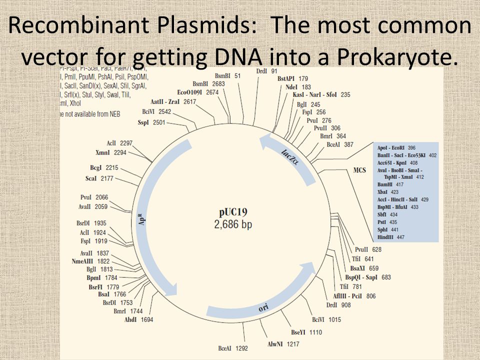 Recombinant Plasmids: The most common vector for getting DNA into a Prokaryote.