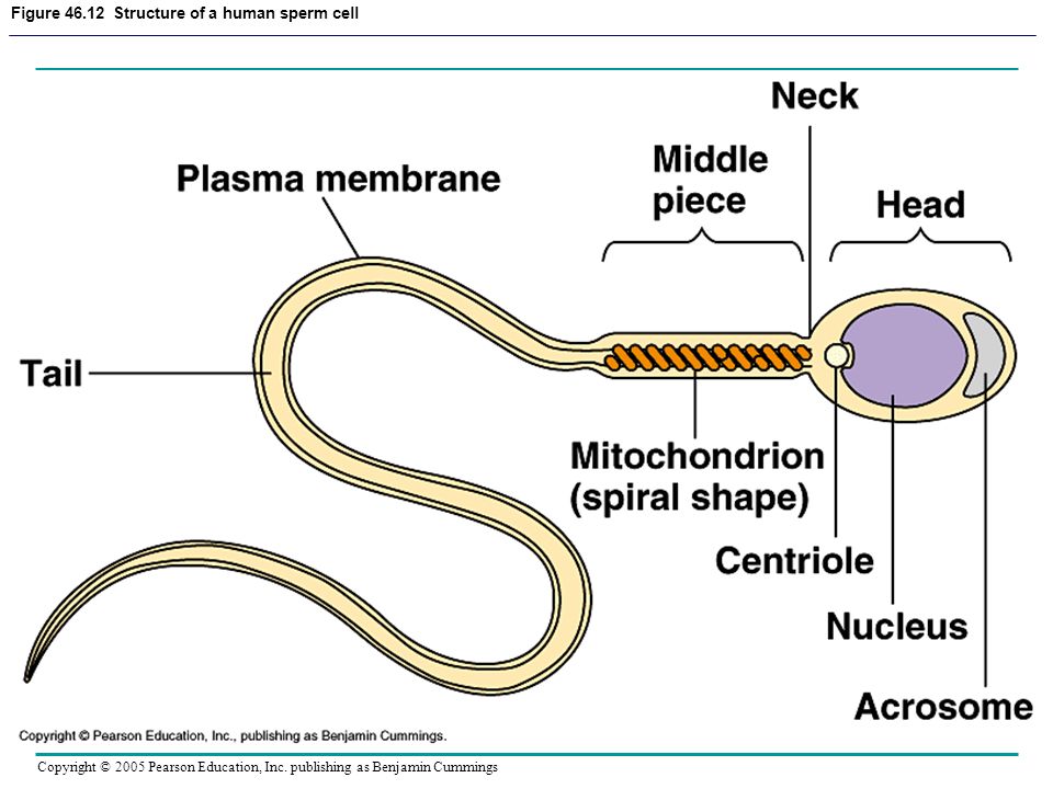 Parts of the sperm cell