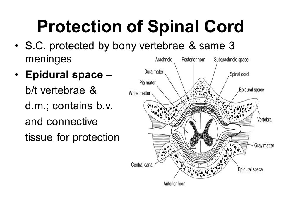 protected by bony vertebrae & same 3 meningesepidural space –b