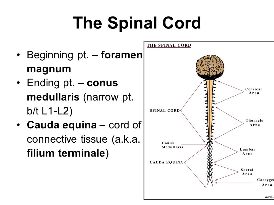 spinal cord,frontal plane chapter 11 the brain & spinal cord.