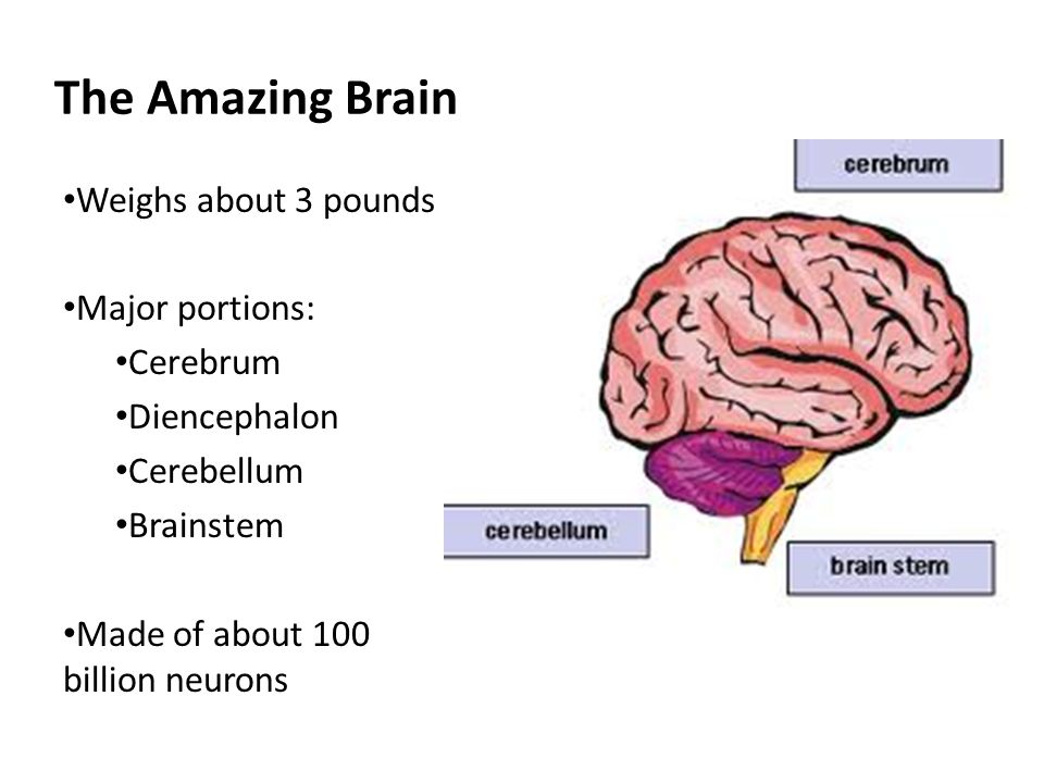 The Amazing Brain Weighs about 3 pounds Major portions: Cerebrum