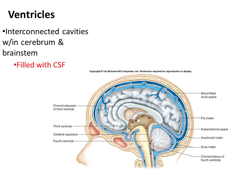Ventricles Interconnected cavities w/in cerebrum & brainstem