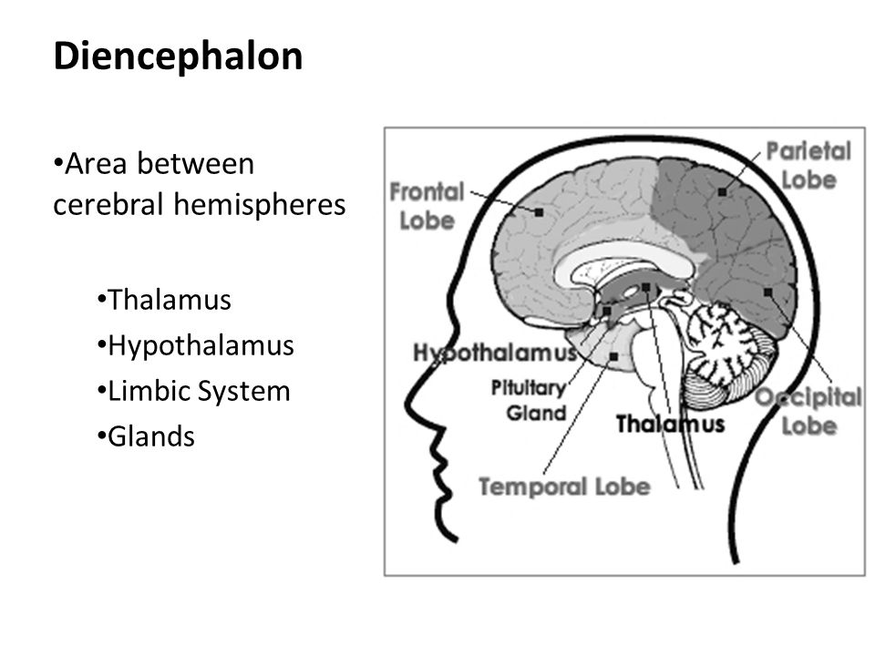 Diencephalon Area between cerebral hemispheres Thalamus Hypothalamus