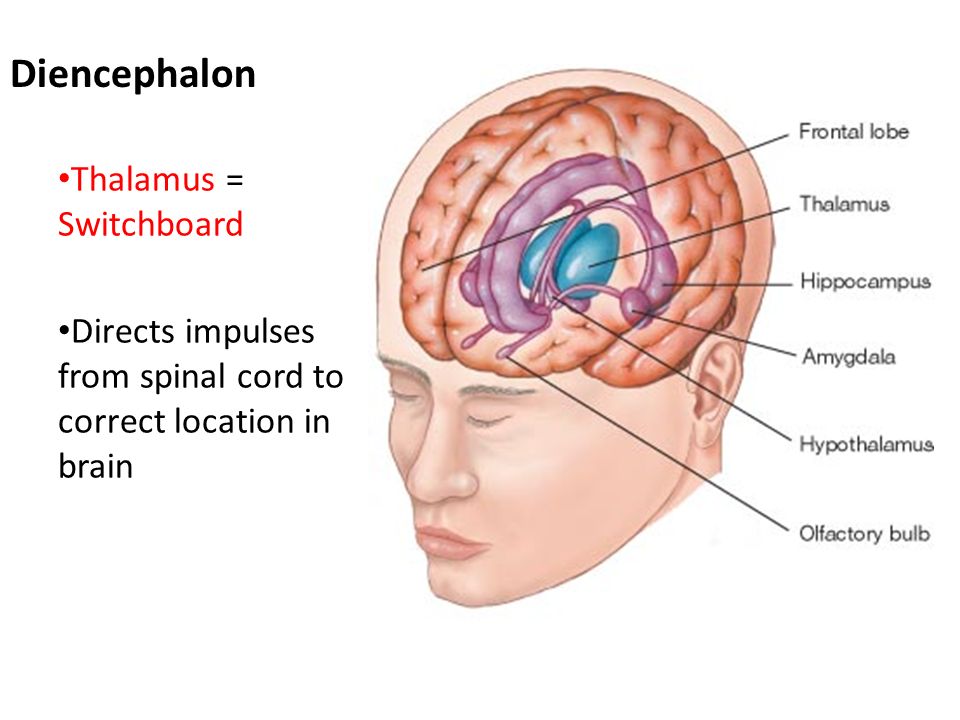 Diencephalon Thalamus = Switchboard