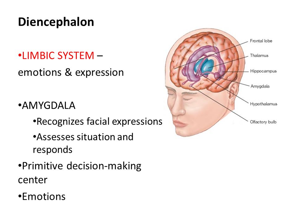 Diencephalon LIMBIC SYSTEM – emotions & expression AMYGDALA
