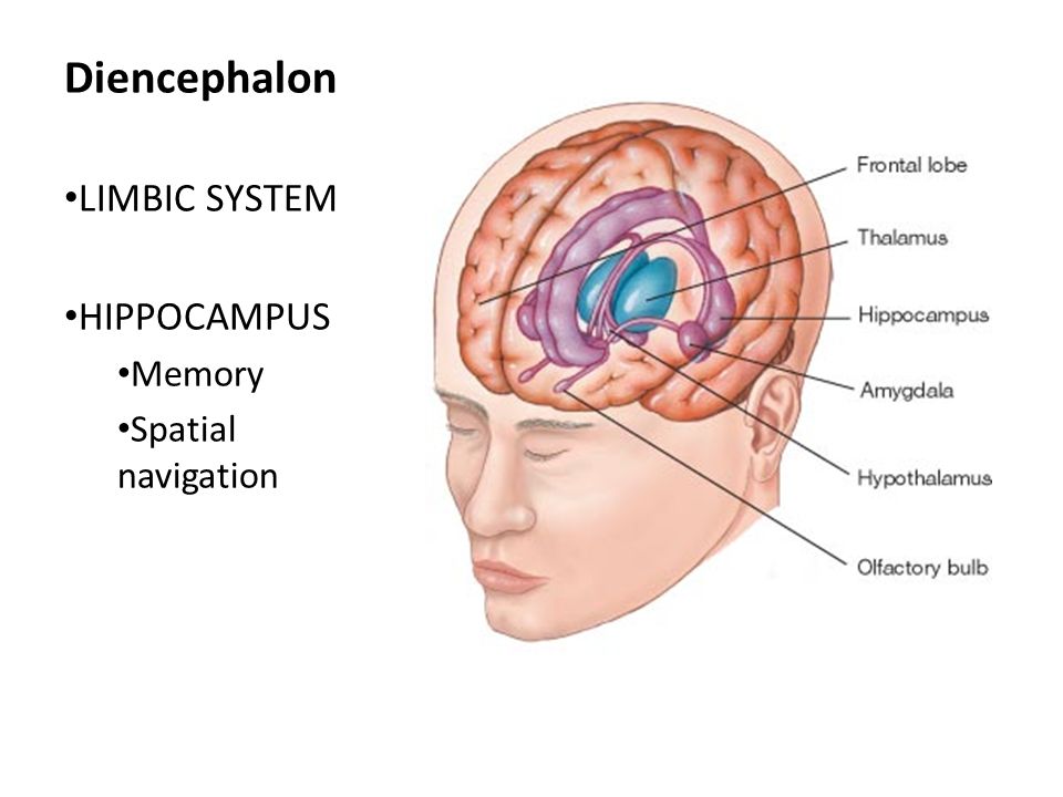 Diencephalon LIMBIC SYSTEM HIPPOCAMPUS Memory Spatial navigation