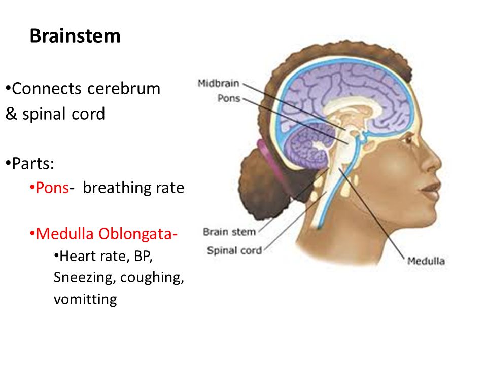 Brainstem Connects cerebrum & spinal cord Parts: Pons- breathing rate