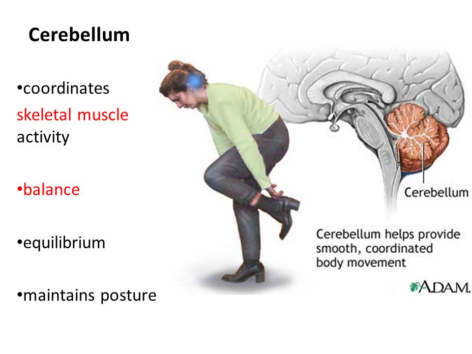 Cerebellum coordinates skeletal muscle activity balance equilibrium