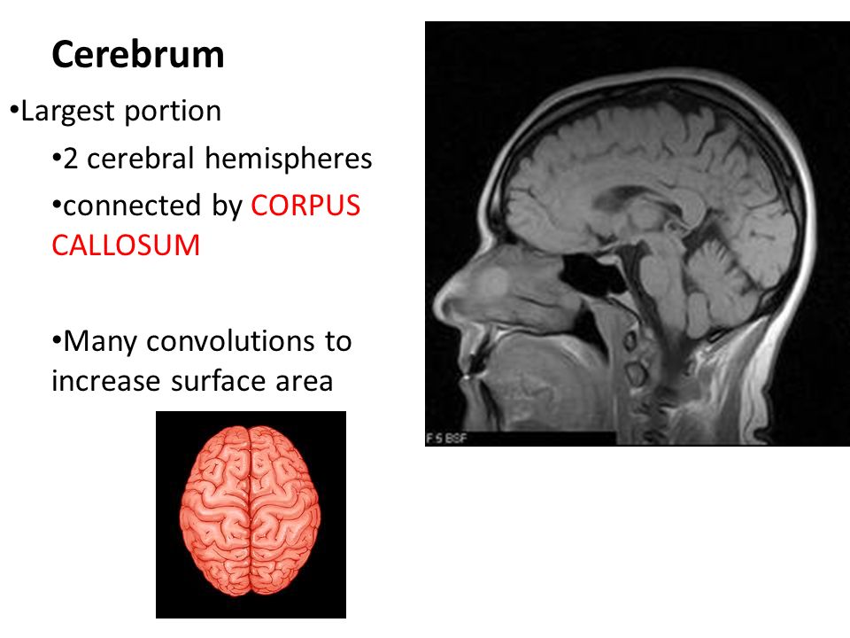 Cerebrum Largest portion 2 cerebral hemispheres
