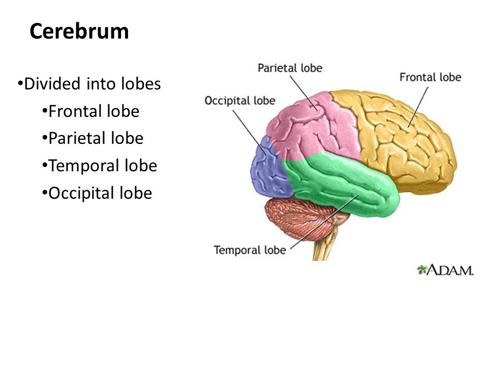 Cerebrum Divided into lobes Frontal lobe Parietal lobe Temporal lobe