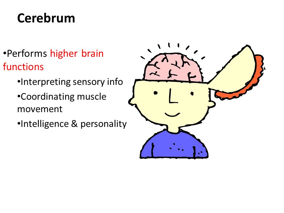 Cerebrum Performs higher brain functions Interpreting sensory info