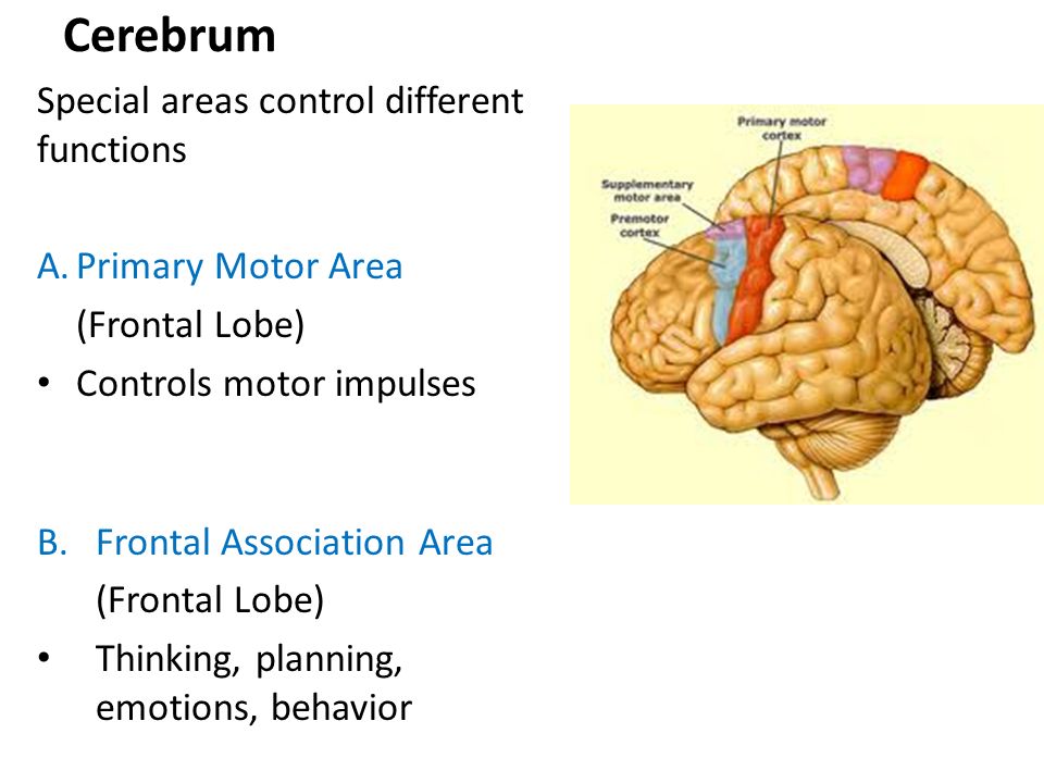 Cerebrum Special areas control different functions Primary Motor Area