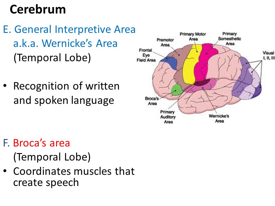 Cerebrum E. General Interpretive Area a.k.a. Wernicke’s Area
