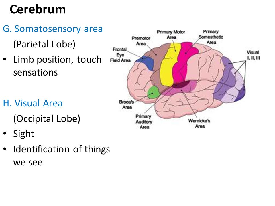 Cerebrum G. Somatosensory area (Parietal Lobe)