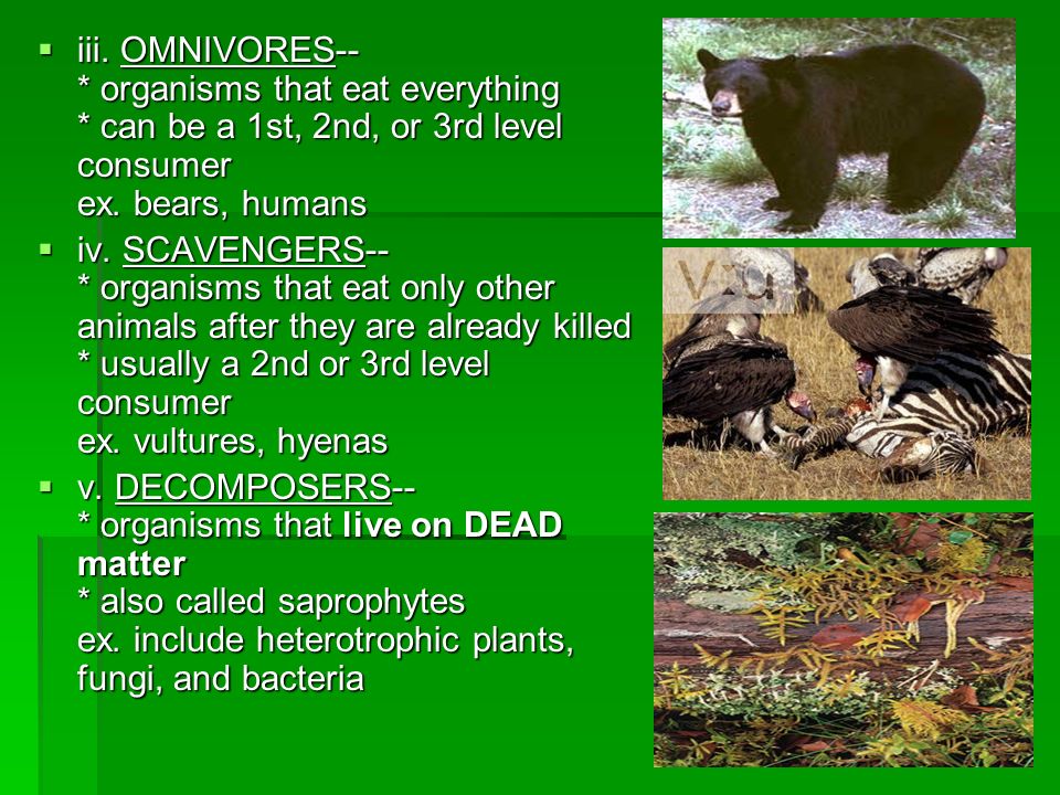 iii. OMNIVORES--. organisms that eat everything