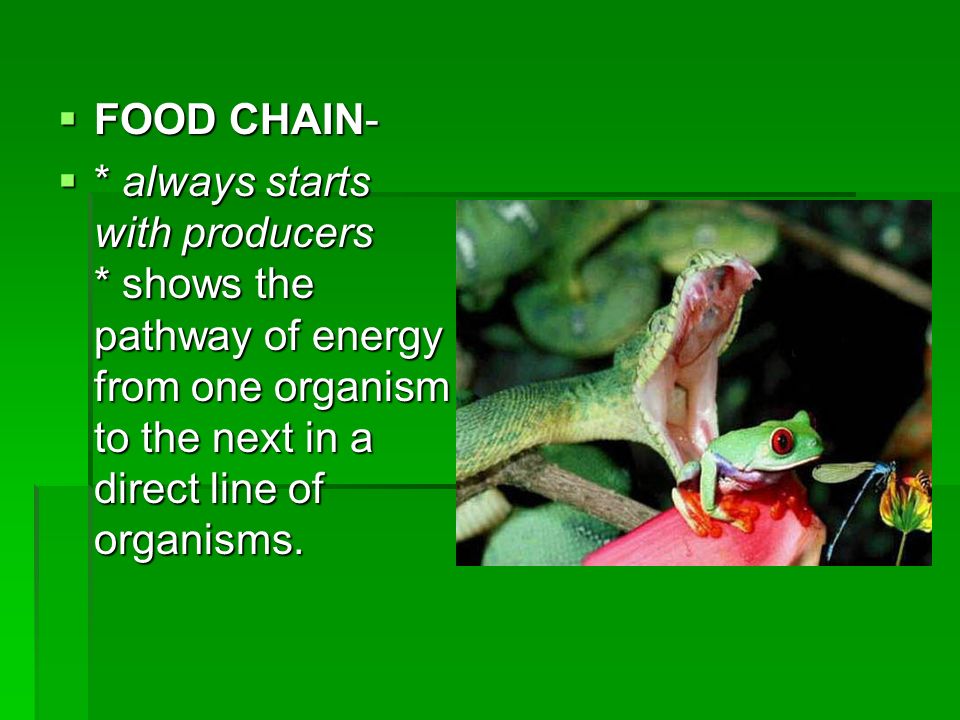 FOOD CHAIN- * always starts with producers * shows the pathway of energy from one organism to the next in a direct line of organisms.