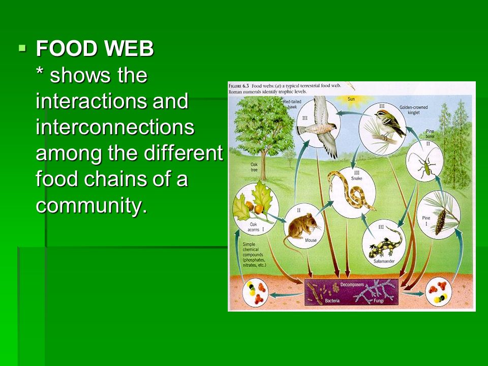FOOD WEB * shows the interactions and interconnections among the different food chains of a community.