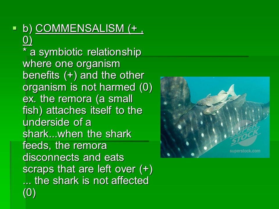 b) COMMENSALISM (+ , 0) * a symbiotic relationship where one organism benefits (+) and the other organism is not harmed (0) ex.