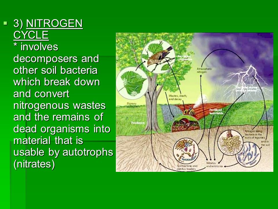 3) NITROGEN CYCLE * involves decomposers and other soil bacteria which break down and convert nitrogenous wastes and the remains of dead organisms into material that is usable by autotrophs (nitrates)