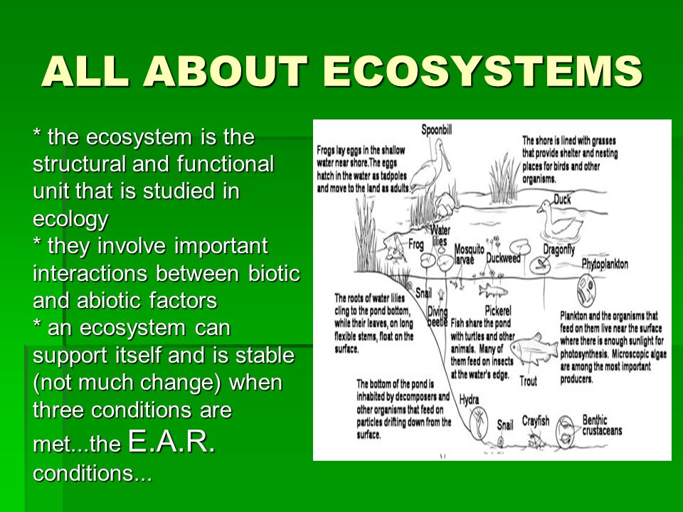 ALL ABOUT ECOSYSTEMS