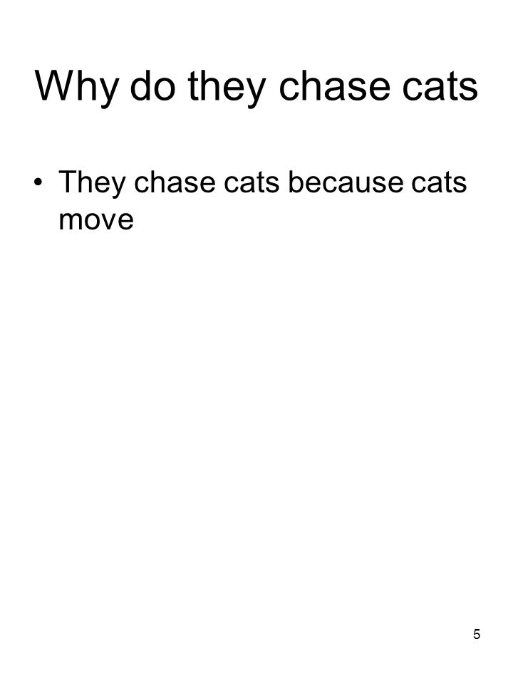 Why do they chase cats They chase cats because cats move