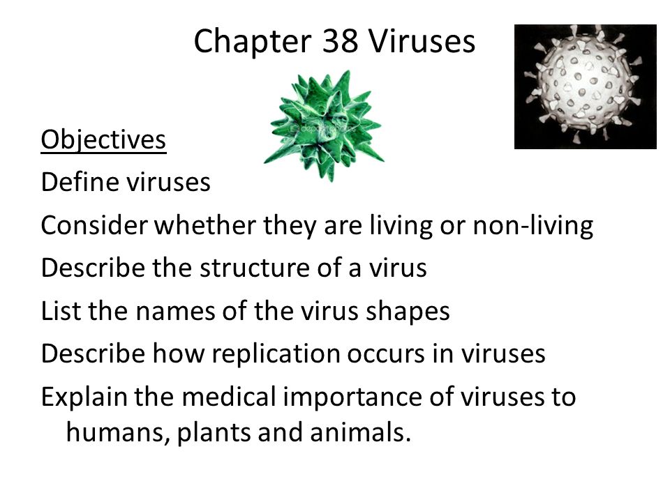 Chapter 38 Viruses