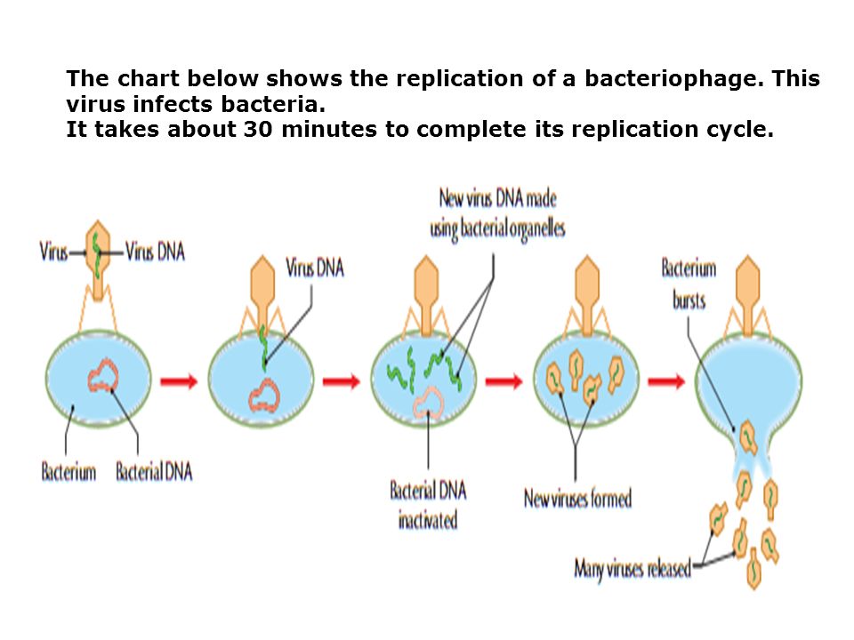 The chart below shows the replication of a bacteriophage