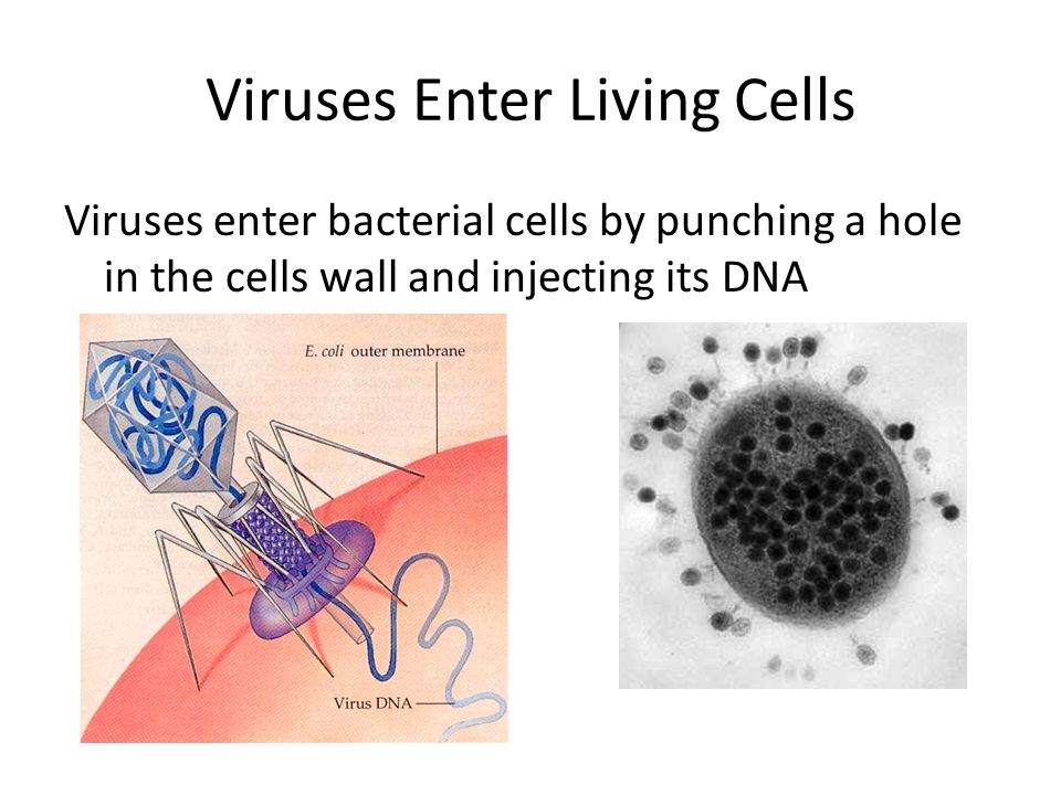 Viruses Enter Living Cells