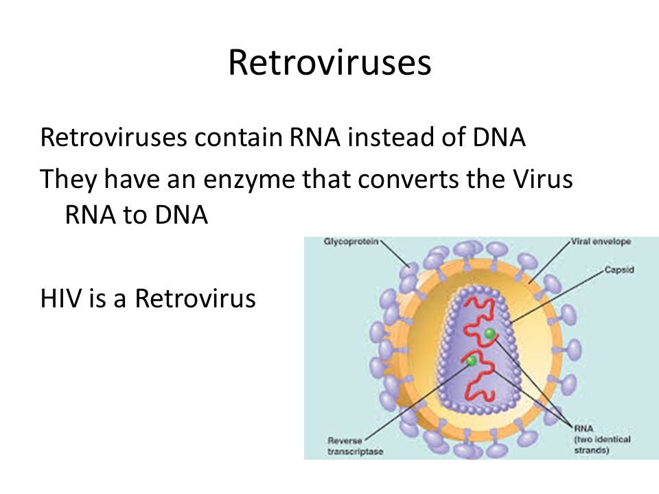 Retroviruses Retroviruses contain RNA instead of DNA