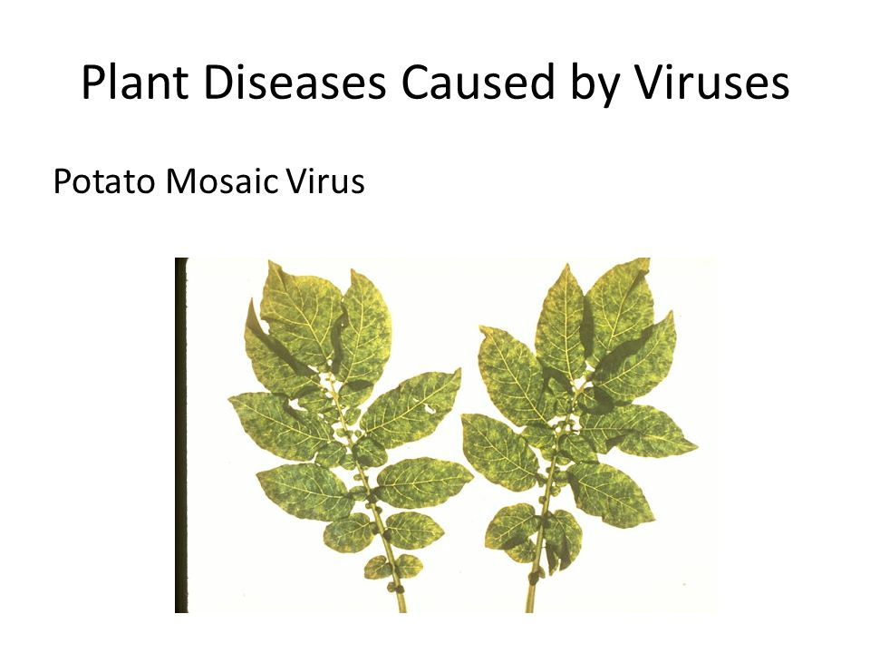 Plant Diseases Caused by Viruses