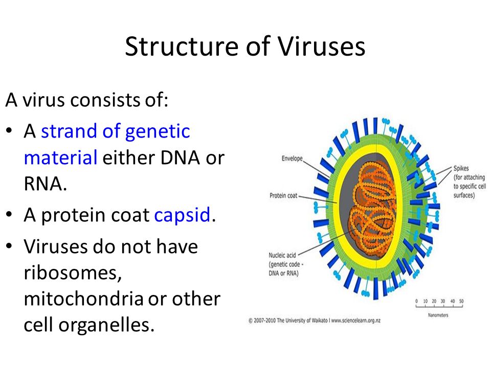 Structure of Viruses A virus consists of: