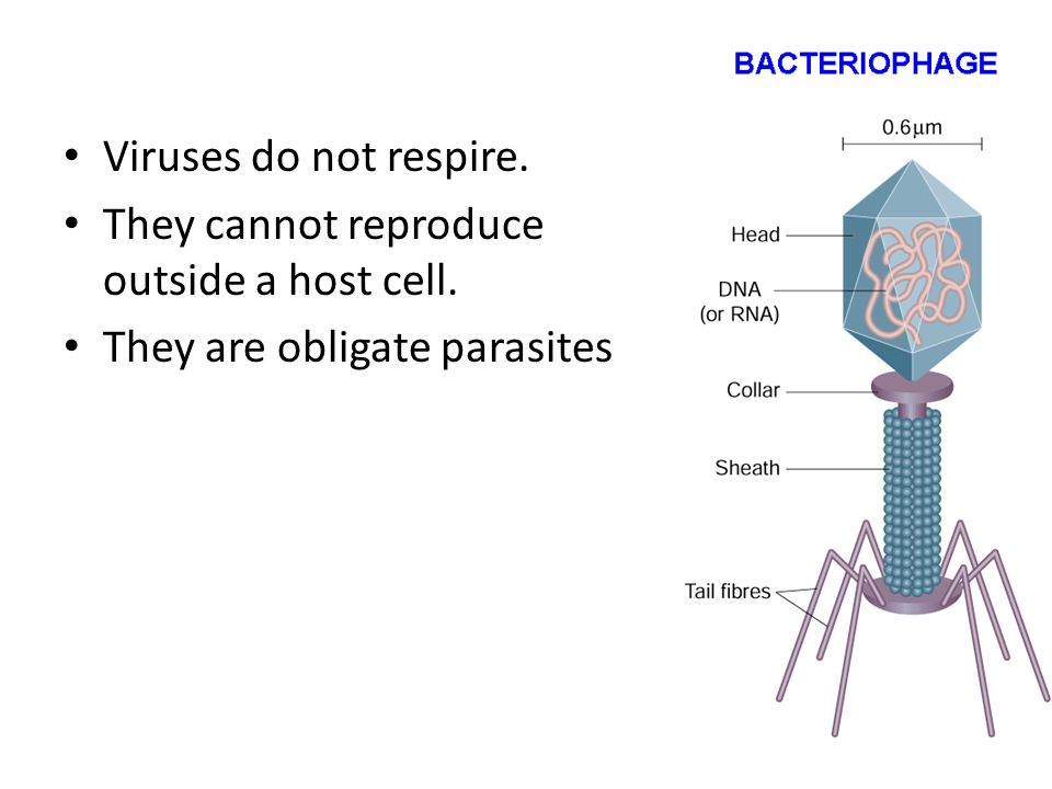Viruses do not respire. They cannot reproduce outside a host cell. They are obligate parasites