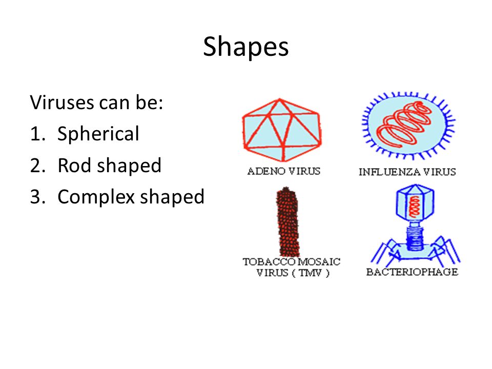 Shapes Viruses can be: Spherical Rod shaped Complex shaped
