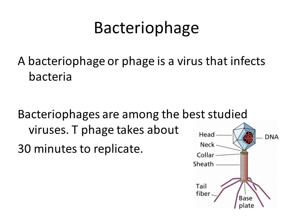 Bacteriophage A bacteriophage or phage is a virus that infects bacteria. Bacteriophages are among the best studied viruses. T phage takes about.