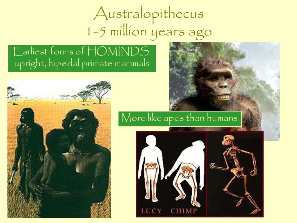 Australopithecus 1-5 million years ago